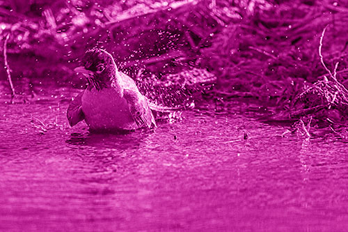 American Robin Splashing River Water (Pink Shade Photo)