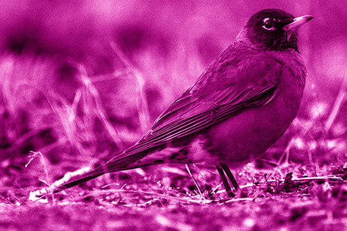 American Robin Standing Strong Among Dead Leaves (Pink Shade Photo)