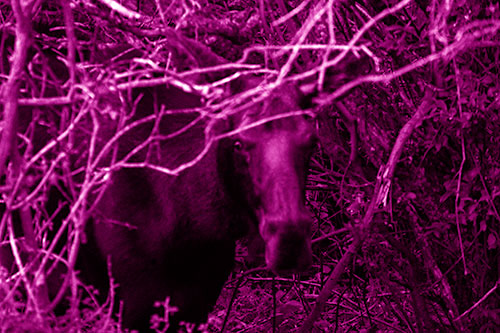 Angry Faced Moose Behind Tree Branches (Pink Shade Photo)