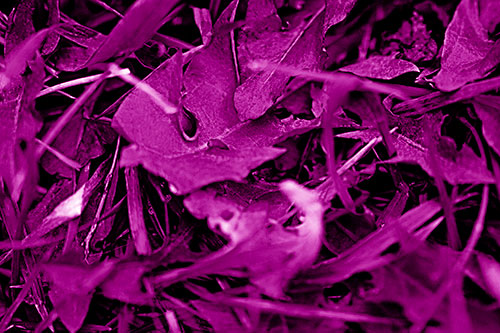 Angry Rotting Triangular Leaf Face (Pink Shade)