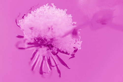 Angry Snow Faced Aster Screaming Among Cold (Pink Shade Photo)
