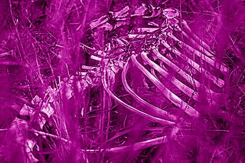 Animal Skeleton Remains Resting Beyond Plants (Pink Shade Photo)
