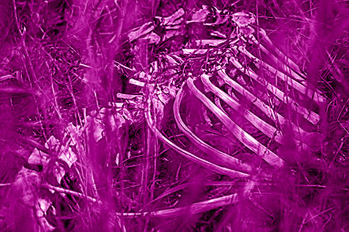 Animal Skeleton Remains Resting Beyond Plants (Pink Shade)
