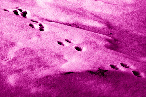 Animal Snow Footprint Trail (Pink Shade Photo)