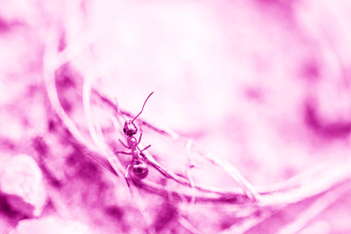 Ant Celebrating On A Curved Stick (Pink Shade Photo)