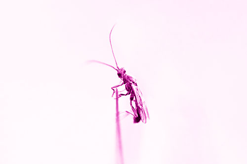 Ant Clinging Atop Piece Of Grass (Pink Shade Photo)