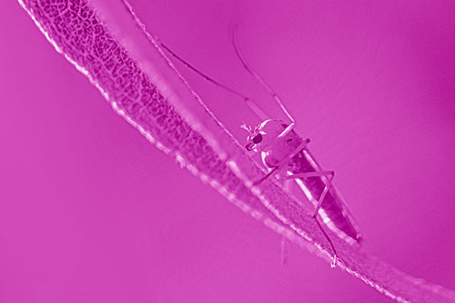 Arm Raising Midge Fly Rests Among Sloping Leaf (Pink Shade)