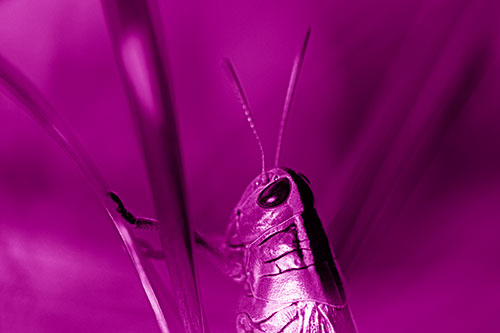 Arm Resting Grasshopper Watches Surroundings (Pink Shade Photo)