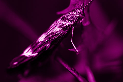 Arm Resting Leaf Blotch Miner Moth (Pink Shade Photo)