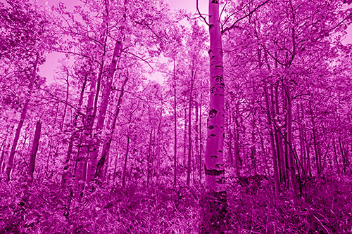 Aspen Trees Illuminate Among Sunshine (Pink Shade Photo)