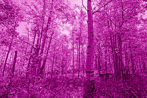 Aspen Trees Illuminate Among Sunshine (Pink Shade)