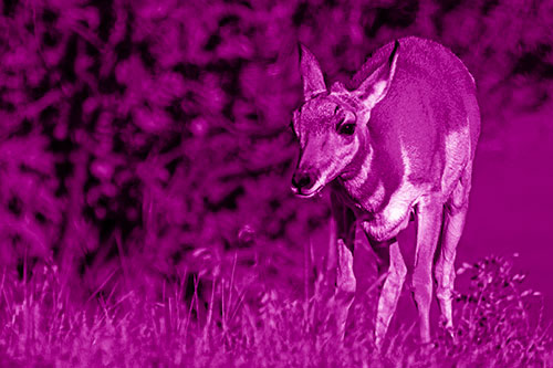Baby Pronghorn Feasts Among Grass (Pink Shade Photo)