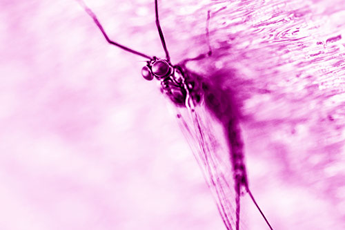 Back Bending Big Eyed Mayfly Resting (Pink Shade Photo)