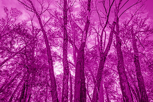 Bark Peeling Trees Going Bald Among Sunlight (Pink Shade)