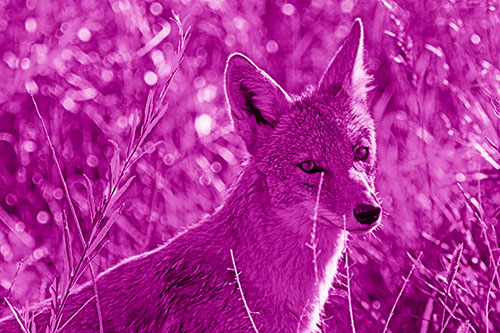 Bashful Coyote Spots Human (Pink Shade Photo)