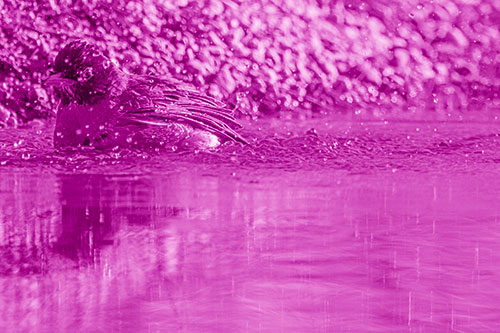 Bathing American Robin Splashing Water Along Shoreline (Pink Shade Photo)