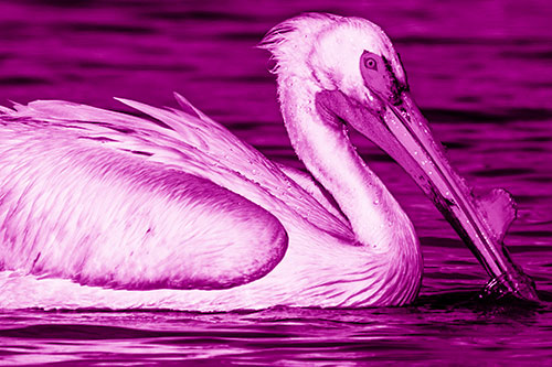 Beak Dipping Pelican Eying Across Lake Water (Pink Shade)
