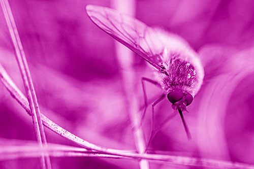Bee Fly Balances Atop Dried Grass Blades (Pink Shade)