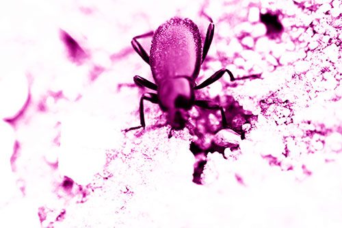 Beetle Beside Dirt Hole (Pink Shade Photo)