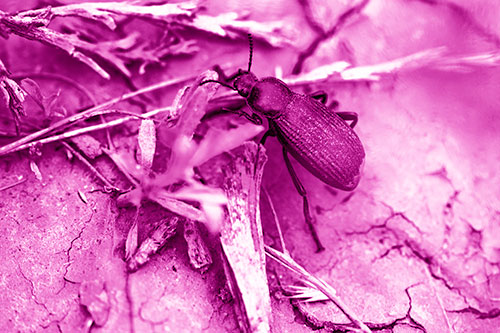 Beetle Searching Dry Land For Food (Pink Shade Photo)