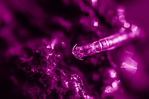 Bent Antenna Larva Slithering Across Soaked Rock (Pink Shade Photo)