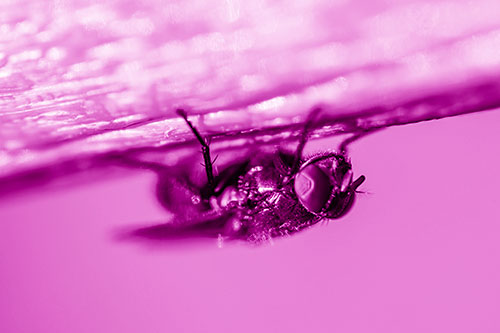 Big Eyed Blow Fly Perched Upside Down (Pink Shade Photo)