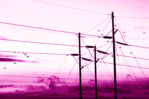 Bird Flock Flying Behind Powerline Sunset (Pink Shade Photo)