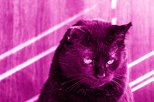 Black Cat Looking Downwards Among Sun Rays (Pink Shade)