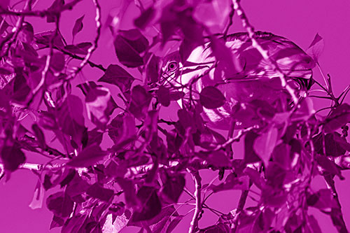Black Crowned Night Heron Hiding Among Leaves (Pink Shade)