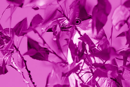 Black Crowned Night Heron Keeping Watch Among Leaves (Pink Shade)