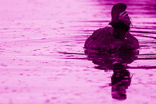 Black Necked Eared Grebe Floating Atop Lake (Pink Shade)