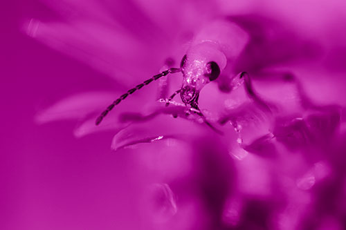 Blister Beetle Feasts Atop Gumplant Flower (Pink Shade)