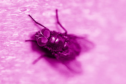 Blow Fly Spread Vertically (Pink Shade Photo)