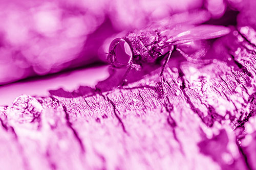Blow Fly Standing Atop Broken Tree Branch (Pink Shade Photo)