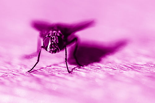 Blow Fly Standing Guard (Pink Shade Photo)