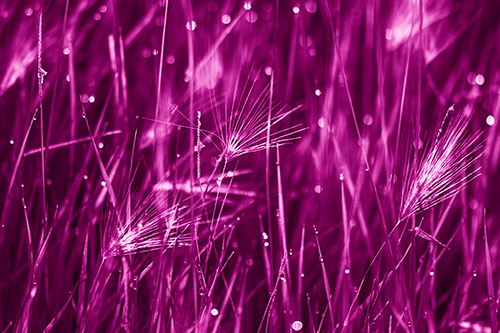 Blurry Water Droplets Clamp Onto Reed Grass (Pink Shade Photo)