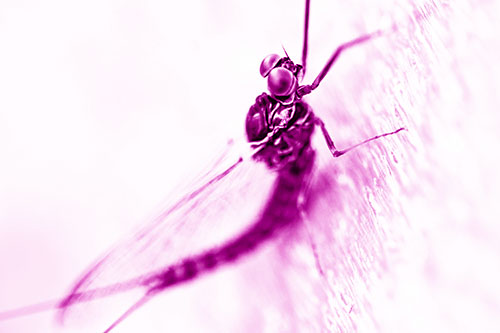 Body Bending Mayfly Resting Vertically (Pink Shade Photo)