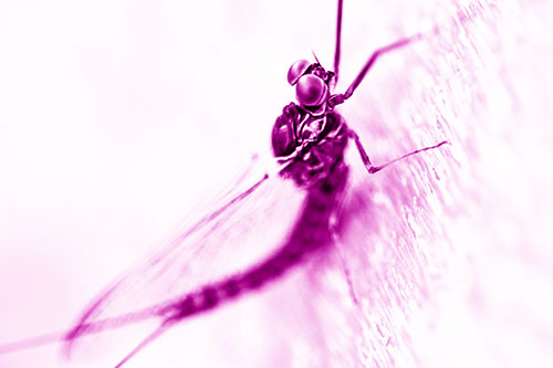 Body Bending Mayfly Resting Vertically (Pink Shade)