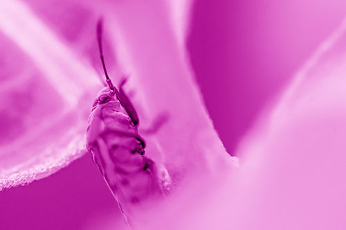 Boxelder Beetle Crawling Up Plant Stem (Pink Shade Photo)