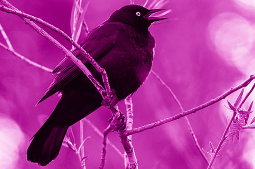 Brewers Blackbird Chirping Atop Sloping Branch (Pink Shade Photo)