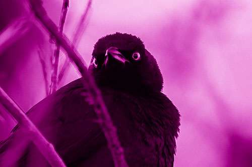 Brewers Blackbird Keeping Watch (Pink Shade Photo)