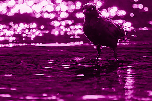 Brewers Blackbird Watches Water Intensely (Pink Shade Photo)