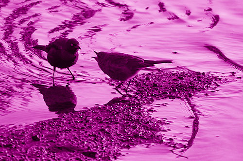 Brewers Blackbirds Feeding Along Shoreline (Pink Shade Photo)