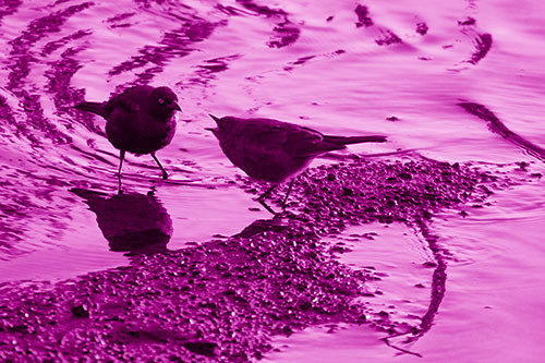 Brewers Blackbirds Feeding Along Shoreline (Pink Shade)