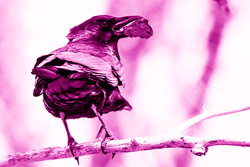 Brownie Crow Perched On Tree Branch (Pink Shade Photo)