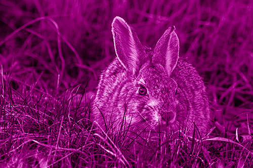 Bunny Rabbit Lying Down Among Grass (Pink Shade Photo)