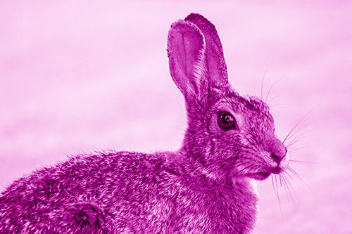 Bunny Rabbit Taking Gander Around Park (Pink Shade)