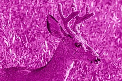 Calm Mule Deer Casually Wandering Around Vegetation (Pink Shade)