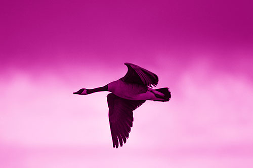 Canadian Goose Flying Among Sunrise (Pink Shade Photo)