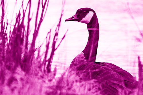 Canadian Goose Hiding Behind Reed Grass (Pink Shade Photo)